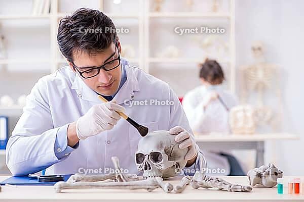 Professor studying human skeleton in lab [IBR125094382]