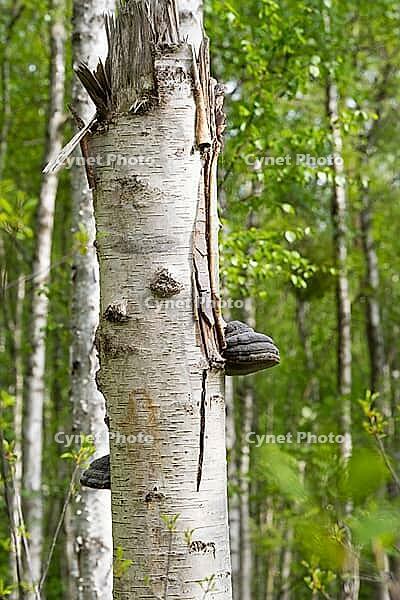 Tinder fungus (Fomes fomentarius) on a broken birch trunk, tree fungus, close-up, Müritz National Park, Mecklenburg Lake District, Mecklenburg-Western Pomerania, Germany [IBR125163329]