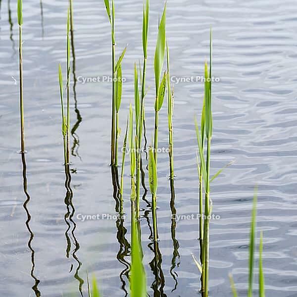 Reeds in water, close-up, Müritz National Park, Mecklenburg Lake District, Mecklenburg-Western Pomerania, Germany [IBR125163330]