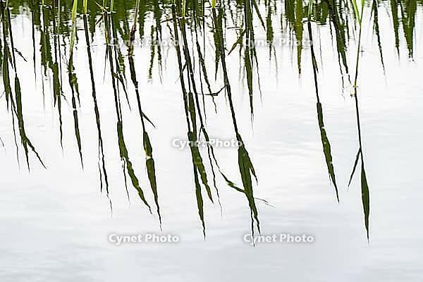 Blades of grass on the Bolter Canal, reflection, close-up, Müritz National Park, Mecklenburg Lake District, Mecklenburg-Western Pomerania, Germany [IBR125163331]