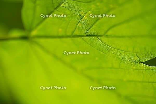 Germany, Mecklenburg-Western Pomerania, Mecklenburg Lake District, Müritz National Park, mountain maple leaf, Acer pseudoplatanus, selective sharpness [IBR125163332]