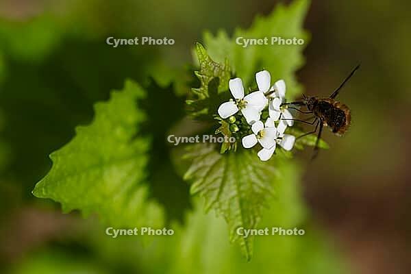 Flowering garlic mustard (Alliaria petiolata) with an insect, close-up, Müritz National Park, Mecklenburg Lake District, Mecklenburg-Western Pomerania, Germany [IBR125163333]