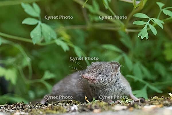 Common shrew (Crocidura russula) in a green, natural setting against a blurred background, Hesse, Germany [IBR125163352]