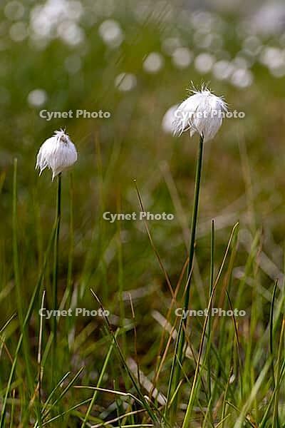 White cottongrass (Eriophorum scheuchzeri) at the mountain lake Lago Campaccio, Valdisotto, Sondrio, Italy [IBR125163391]