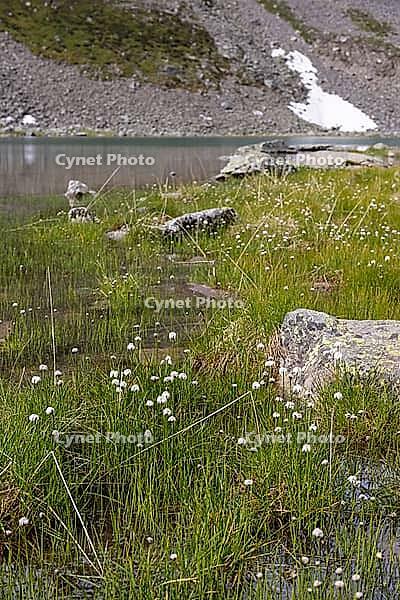 White cottongrass (Eriophorum scheuchzeri) at the mountain lake Lago Campaccio, Valdisotto, Sondrio, Italy [IBR125163406]
