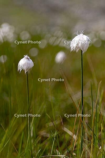White cottongrass (Eriophorum scheuchzeri) at the mountain lake Lago Campaccio, Valdisotto, Sondrio, Italy [IBR125163407]