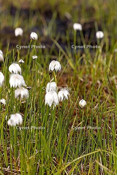 White cottongrass (Eriophorum scheuchzeri) at the mountain lake Lago Campaccio, Valdisotto, Sondrio, Italy [IBR125163408]