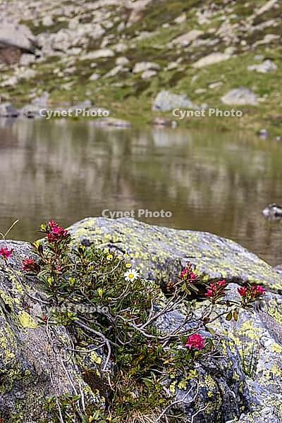 Lake Campaccio with alpine roses (Rhododendron ferrugineum), mountain lake, Valdisotto, Sondrio, Italy [IBR125163410]