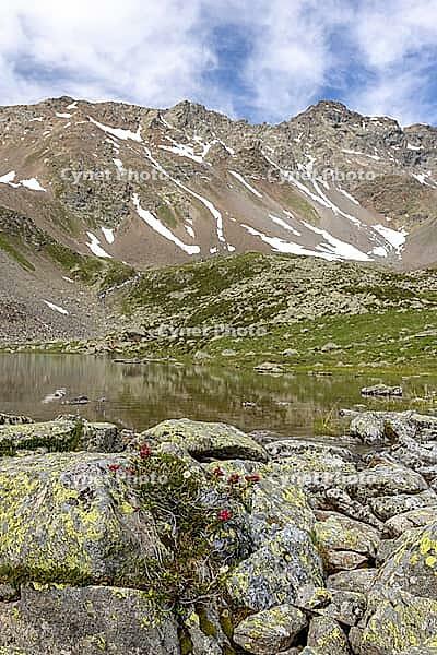 Lake Campaccio with alpine roses (Rhododendron ferrugineum), mountain lake, Valdisotto, Sondrio, Italy [IBR125163411]