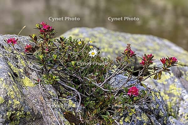Lake Campaccio with alpine roses (Rhododendron ferrugineum), mountain lake, Valdisotto, Sondrio, Italy [IBR125163412]