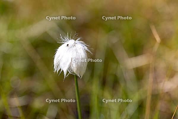 White cottongrass (Eriophorum scheuchzeri) at the mountain lake Lago Campaccio, Valdisotto, Sondrio, Italy [IBR125163413]