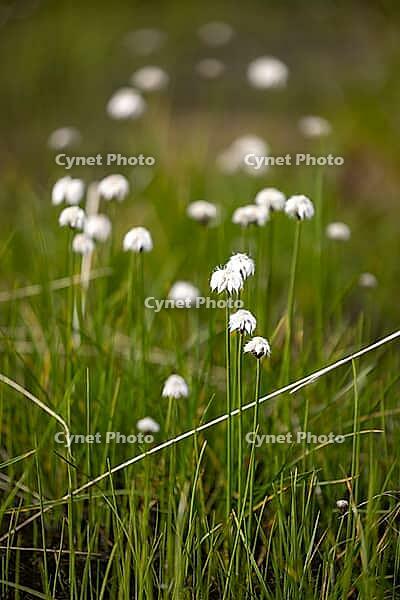 White cottongrass (Eriophorum scheuchzeri) at the mountain lake Lago Campaccio, Valdisotto, Sondrio, Italy [IBR125163419]