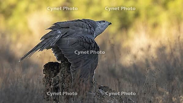 Hawk coats to protect its prey [IBR125164142]