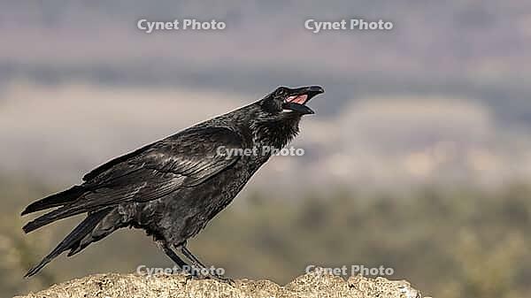 Calling raven, calling raven [IBR125164143]