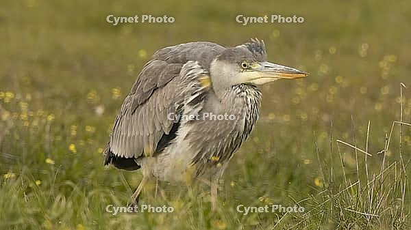 Grey heron [IBR125164144]