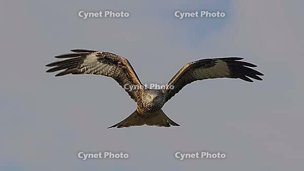 Red kite flying, red kite flying [IBR125164145]