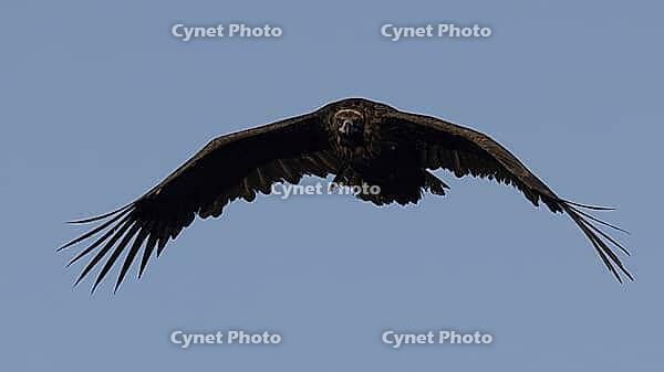 Black vulture flying, flying black vulture [IBR125164146]