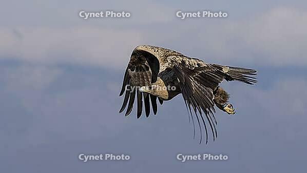 Spanish imperial eagle in flight, young [IBR125164147]