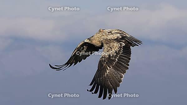 Spanish imperial eagle in flight, young [IBR125164148]