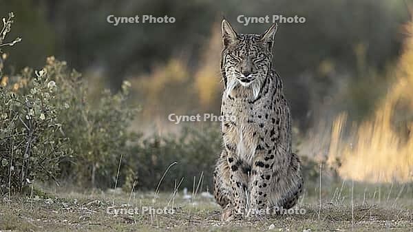 Sitting European lynx [IBR125164149]