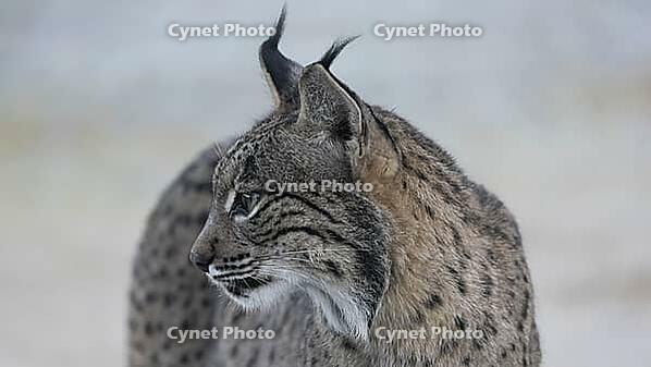 Portrait of the Iberian Lynx [IBR125164150]
