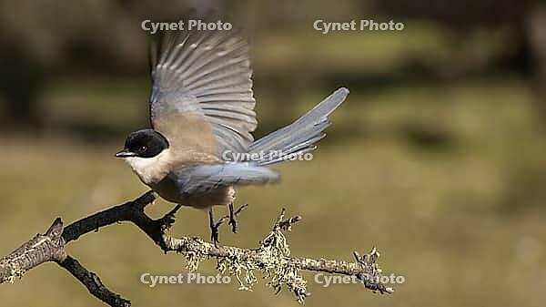 Departing blue magpie [IBR125164151]