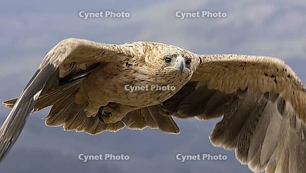 Spanish imperial eagle in flight, young [IBR125164152]