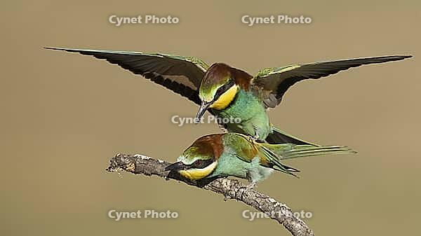 Bee-eaters mating/Bee-eaters mating [IBR125164154]