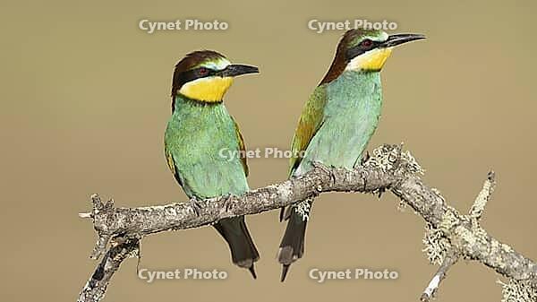 A pair of bee-eaters on the edge of the breeding colony [IBR125164156]