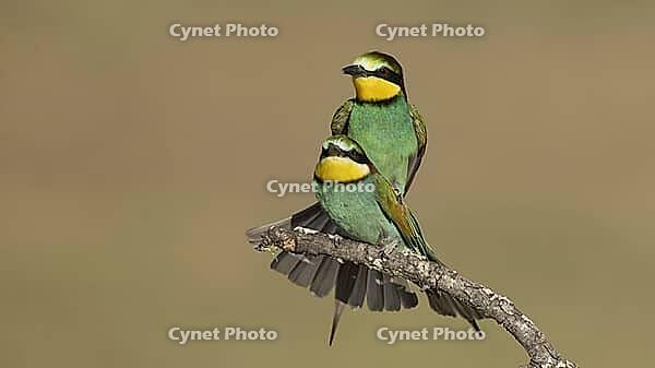 Mating of bee-eaters//bee-eaters during mating [IBR125164157]