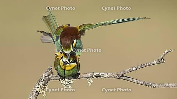 Mating of bee-eaters//bee-eaters during mating [IBR125164158]