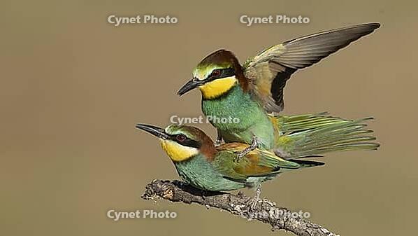 Bee-eaters mating/Bee-eaters mating [IBR125164159]