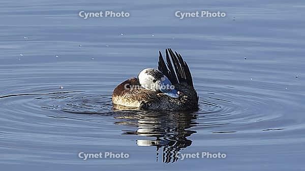 White-headed rowing duck [IBR125164160]