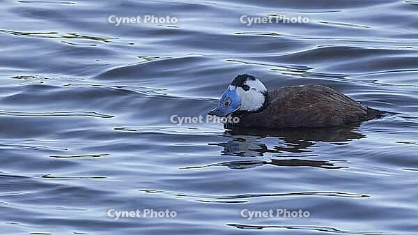 White-headed rowing duck [IBR125164162]