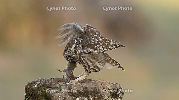 Little owl with mouse [IBR125164164]
