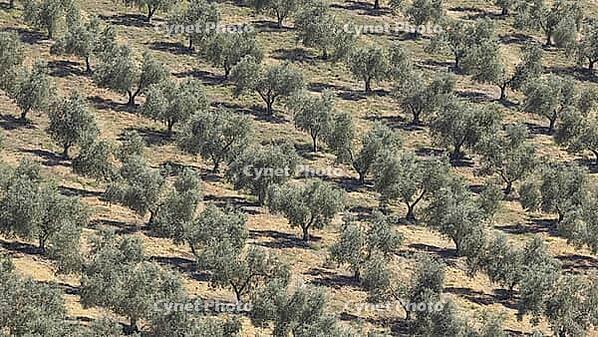 Olive grove [IBR125164171]