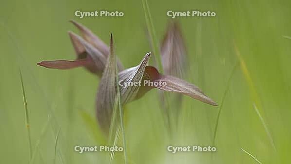 Flower detail of a tongue-tendular orchid [IBR125164172]