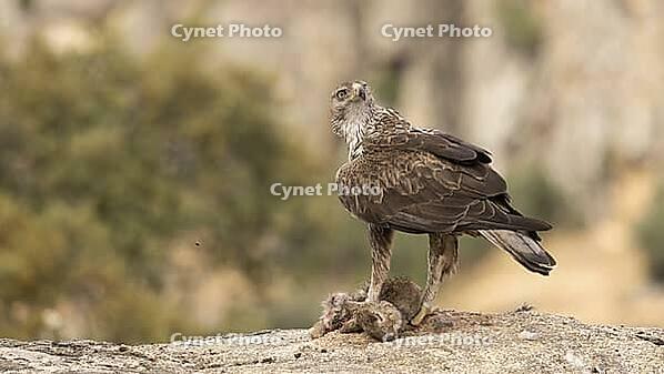 Hawk Eagle [IBR125164175]