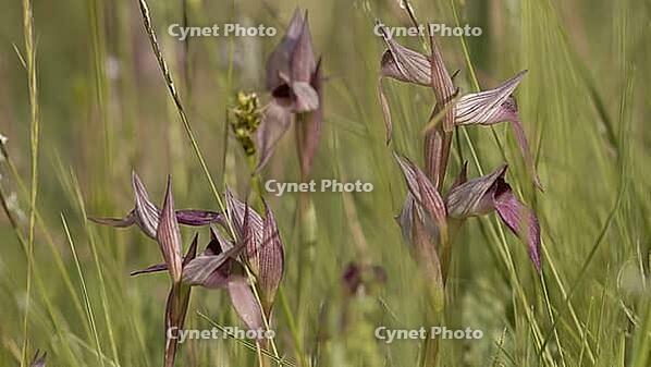 Tongue stendulum in a meadow [IBR125164176]