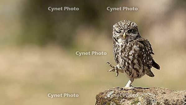 Funny owl [IBR125164177]
