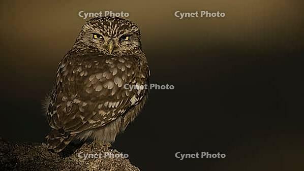 Little owl [IBR125164181]