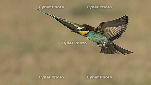 Flying bee-eater//Flying bee-eater [IBR125164183]