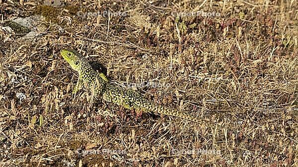 Pearl lizard in the evening sun [IBR125164191]
