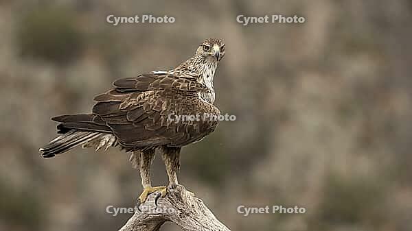 Hawk Eagle [IBR125164192]