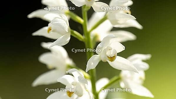 Longleaves woodbird//Cephalanthera longifolia [IBR125164193]