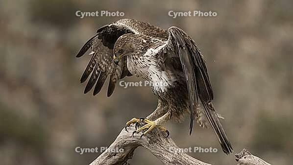 Hawk Eagle [IBR125164195]