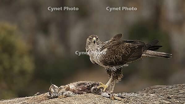 Hawk Eagle [IBR125164196]
