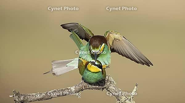 Bee-eaters in copula//Bee-eaters mating [IBR125164197]