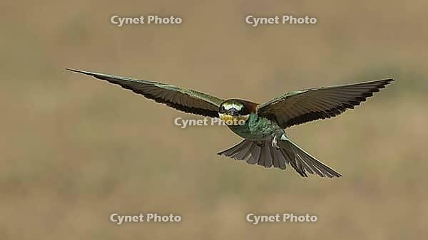 Bee-eater in flight//Flying bee-eater [IBR125164198]