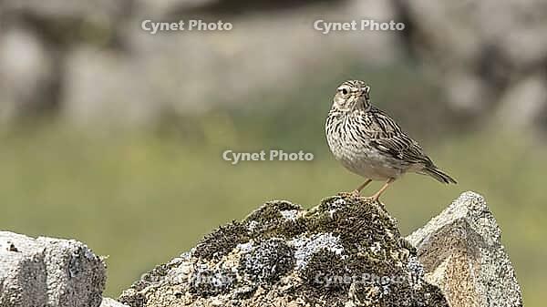 Dormant woodlark [IBR125164199]